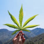 tucson cannabis marketing tips